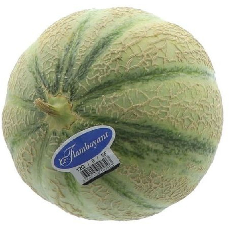 MELON CHARENTAIS FLAMBOYANT 6PCS